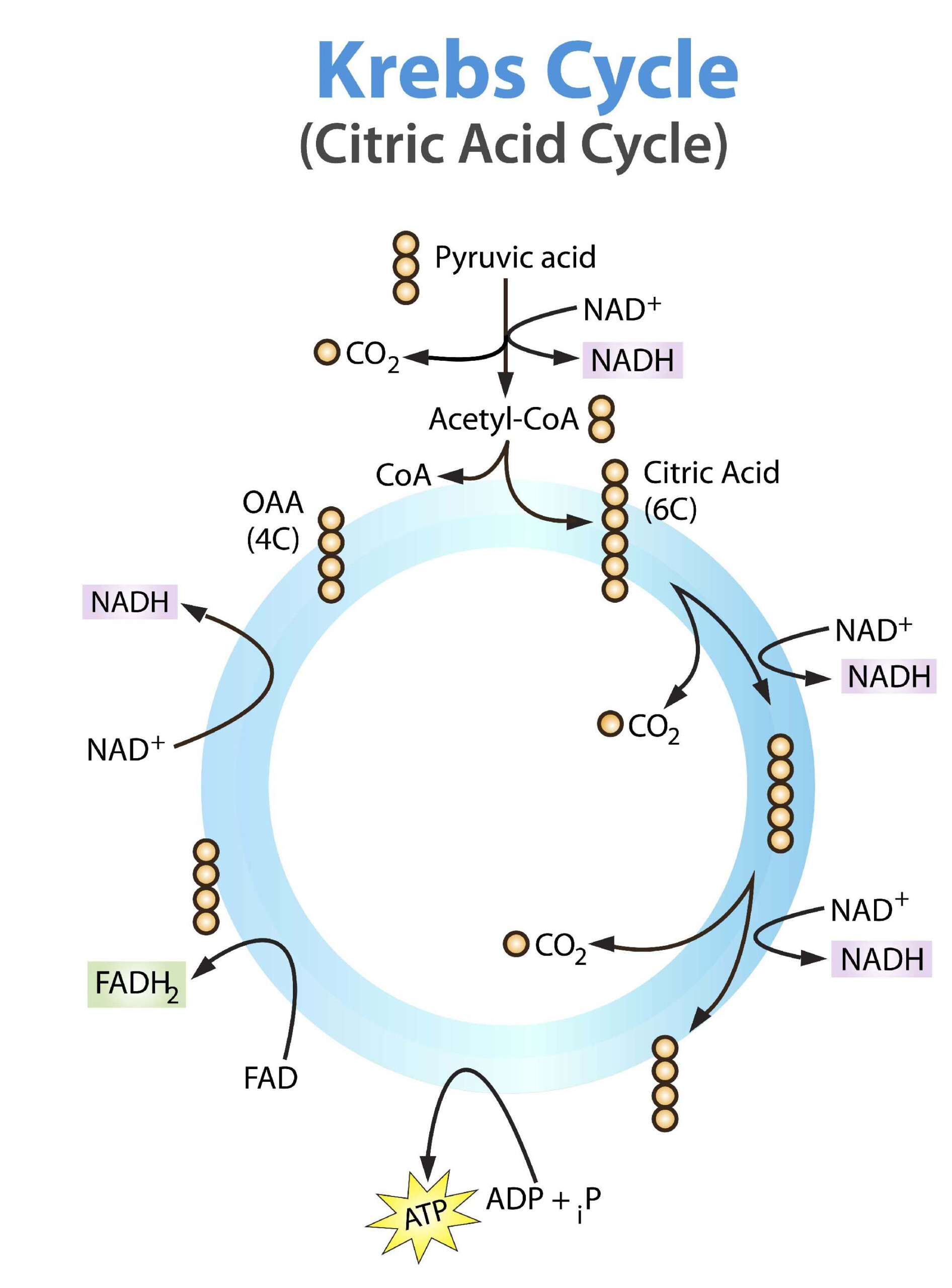 C 8 Photosynthesis And Respiration DFJHS Science Biology Lessons 