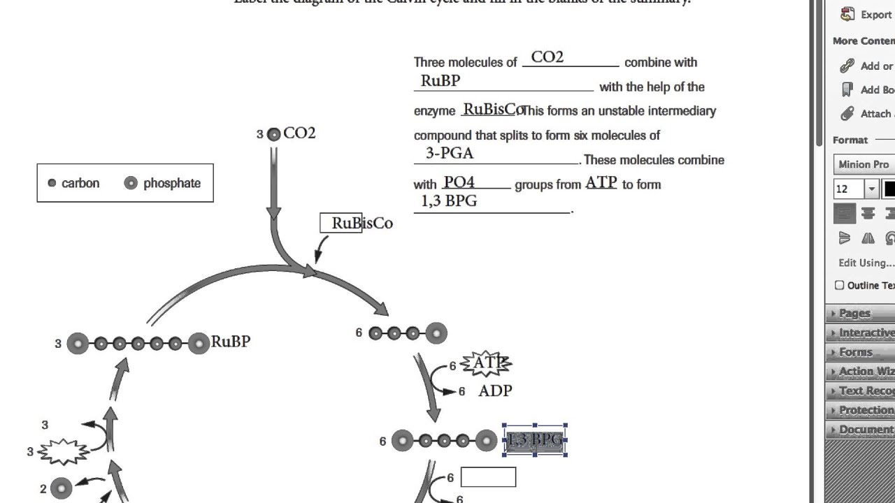 Calvin Cycle Worksheet mp4 YouTube