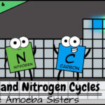 Carbon And Nitrogen Cycles YouTube