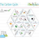 Carbon Cycle 6x Activities And Games KS3 KS4 Teaching Resources