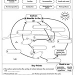 Carbon Cycle Coloring Worksheet In 2021 Biology Worksheet Carbon