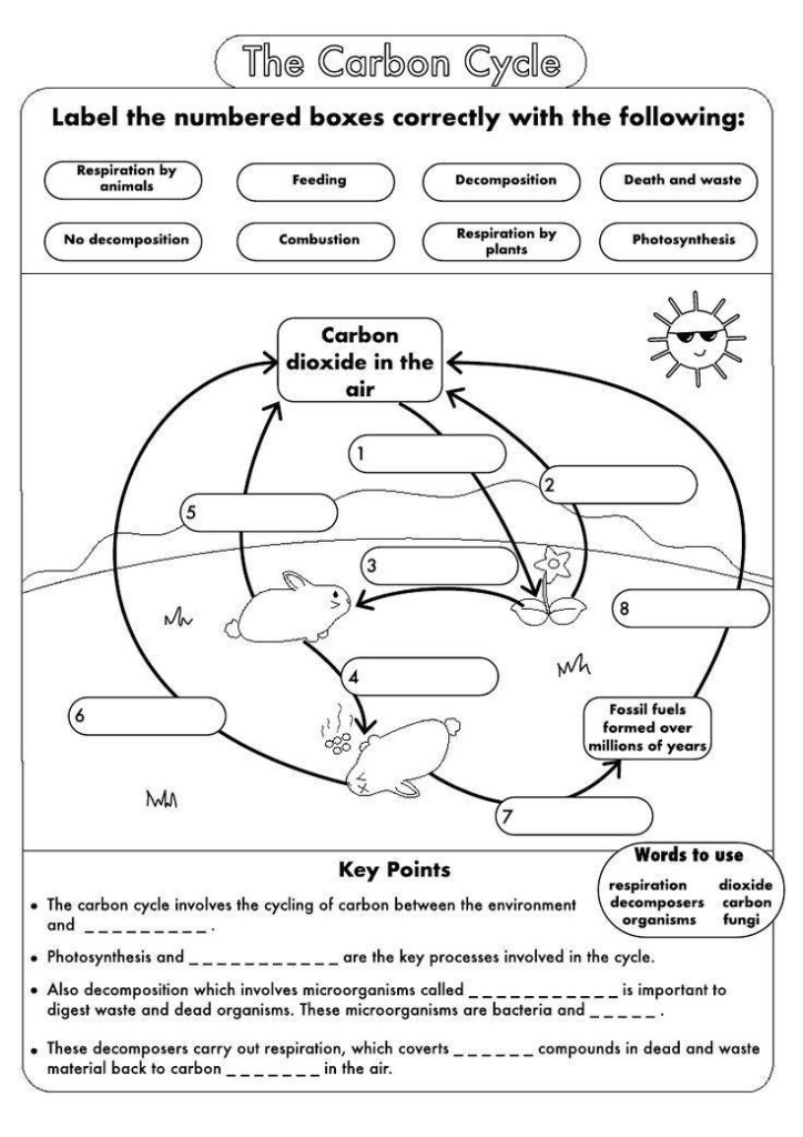 Carbon Cycle Coloring Worksheet In 2021 Biology Worksheet Carbon 