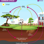 Carbon Cycle Definition Process Diagram Of Carbon Cycle