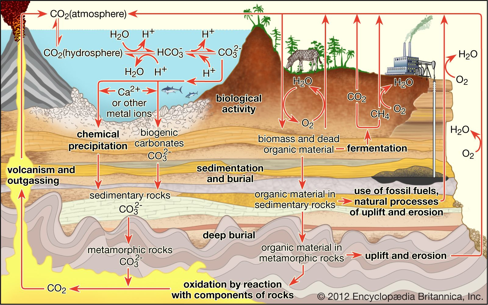 Carbon Cycle Definition Steps Importance Diagram Facts Britannica