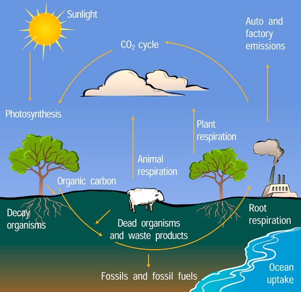 Carbon Cycle Diagram Center For Science Education