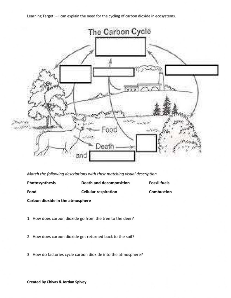 Carbon Cycle Diagram Worksheet