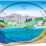 Carbon Cycle Game Science Math Investigative Learning Experiences