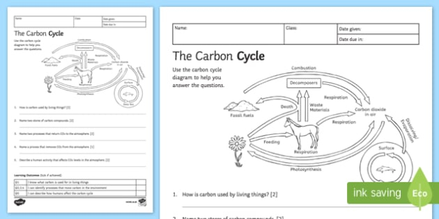 Carbon Cycle Interactive Worksheet