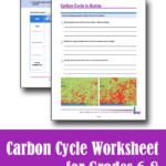 Carbon Cycle Worksheet Download Project Learning Tree