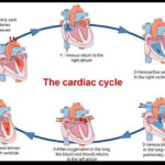 Cardiac Cycle Cardiac Cycle Nursing School Survival Nursing Students