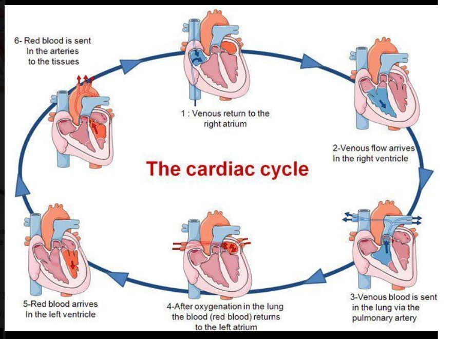 Cardiac Cycle Cardiac Cycle Nursing School Survival Nursing Students