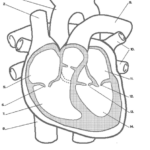Cardiac Cycle Drawing At GetDrawings Free Download