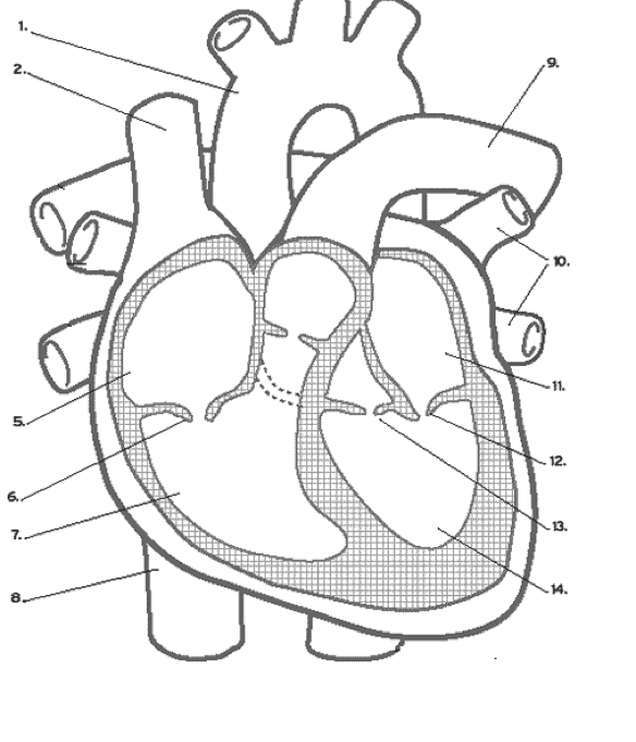 Cardiac Cycle Drawing At GetDrawings Free Download