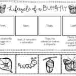 Caterpillar Life Cycle Worksheet