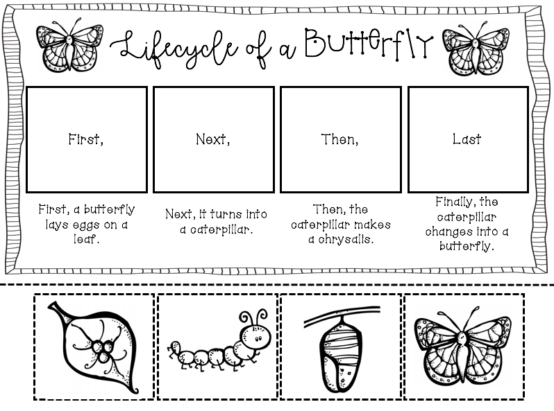 Caterpillar Life Cycle Worksheet