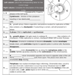 Cell Cycle And Mitosis Worksheet Doc Template PdfFiller