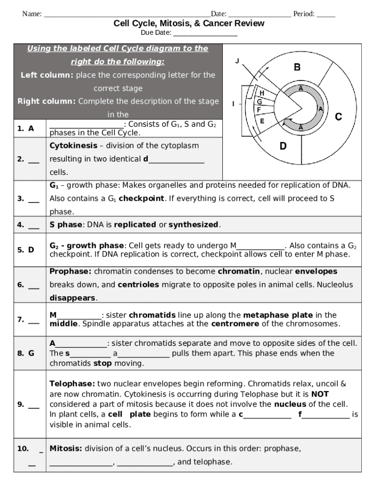 Cell Cycle And Mitosis Worksheet Doc Template PdfFiller