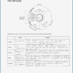 Cell Cycle And Mitosis Worksheet Quizlet Worksheet Resume Examples