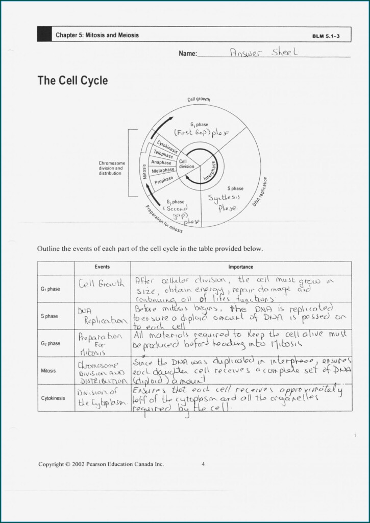 Cell Cycle And Mitosis Worksheet Quizlet Worksheet Resume Examples