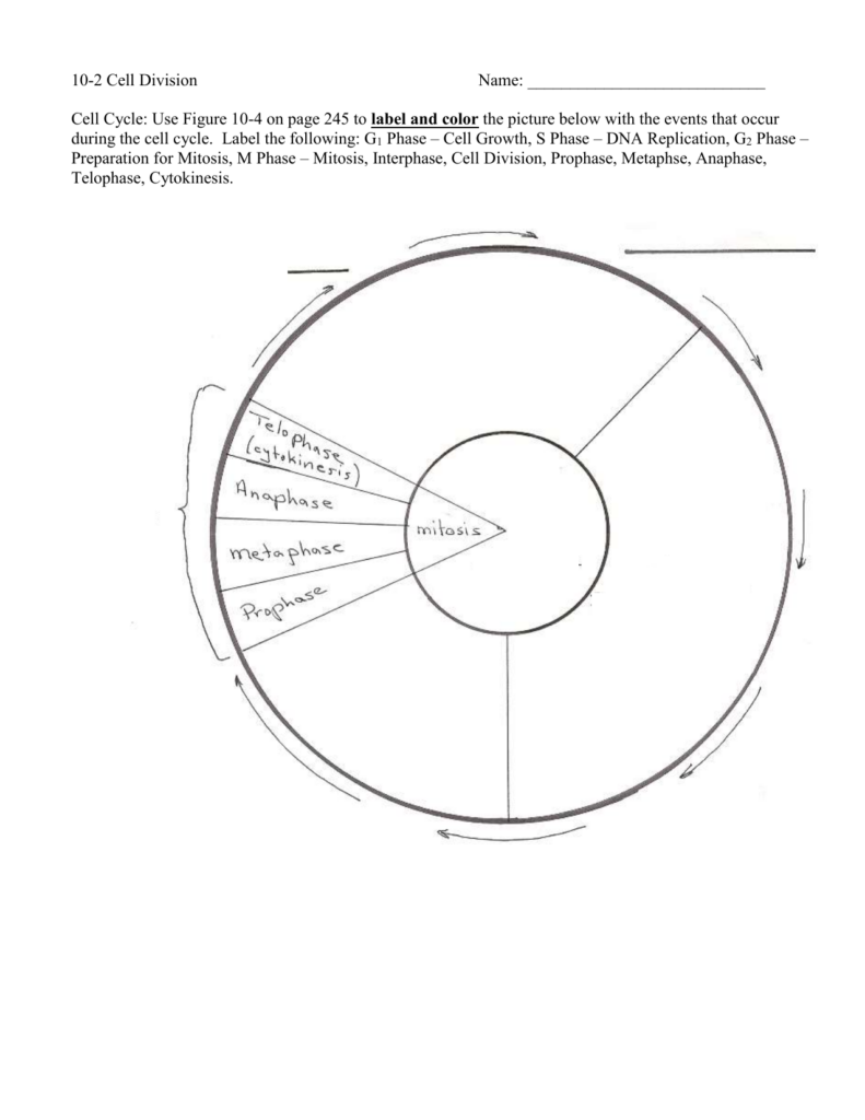 Cell Cycle Coloring Worksheet