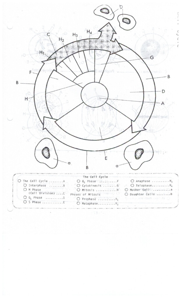 Cell Cycle Coloring Worksheet Cell Cycle Cells Worksheet Color 