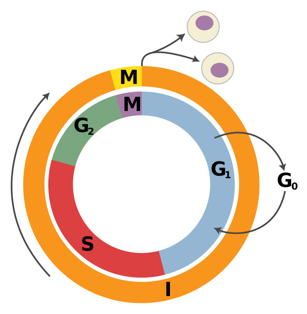 Cell Cycle Diagram ClipArt Best