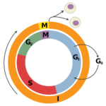 Cell Cycle Diagram ClipArt Best