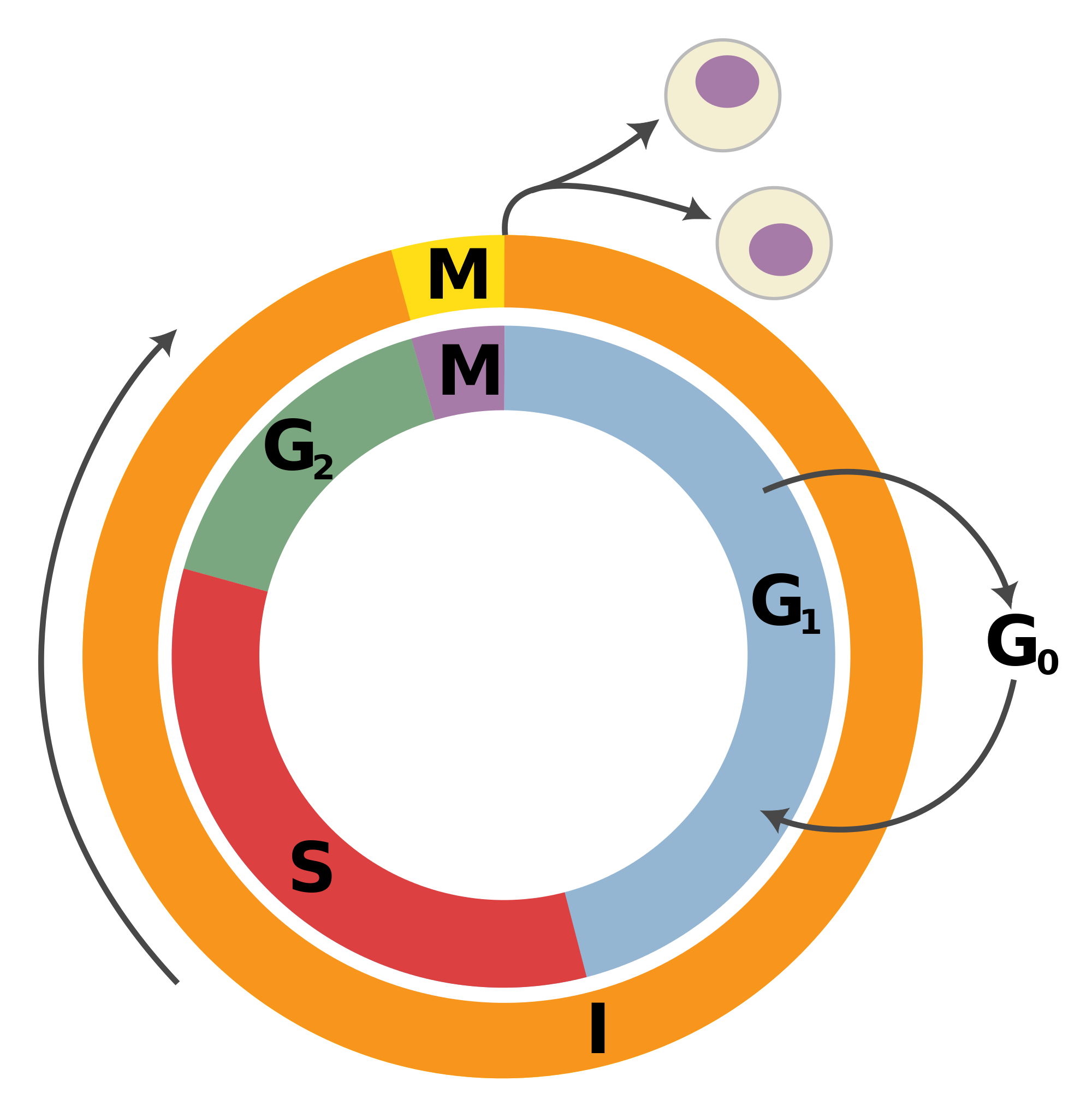 Cell Cycle Diagram ClipArt Best