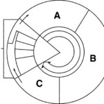 Cell Cycle Diagram Worksheet Free Worksheets Library Free Worksheets