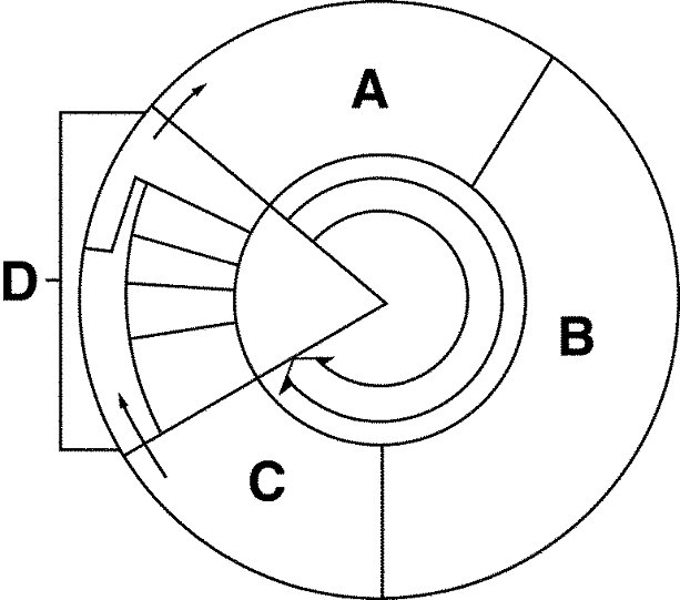 Cell Cycle Diagram Worksheet Free Worksheets Library Free Worksheets 