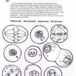 Cell Cycle Drawing Worksheet At GetDrawings Free Download