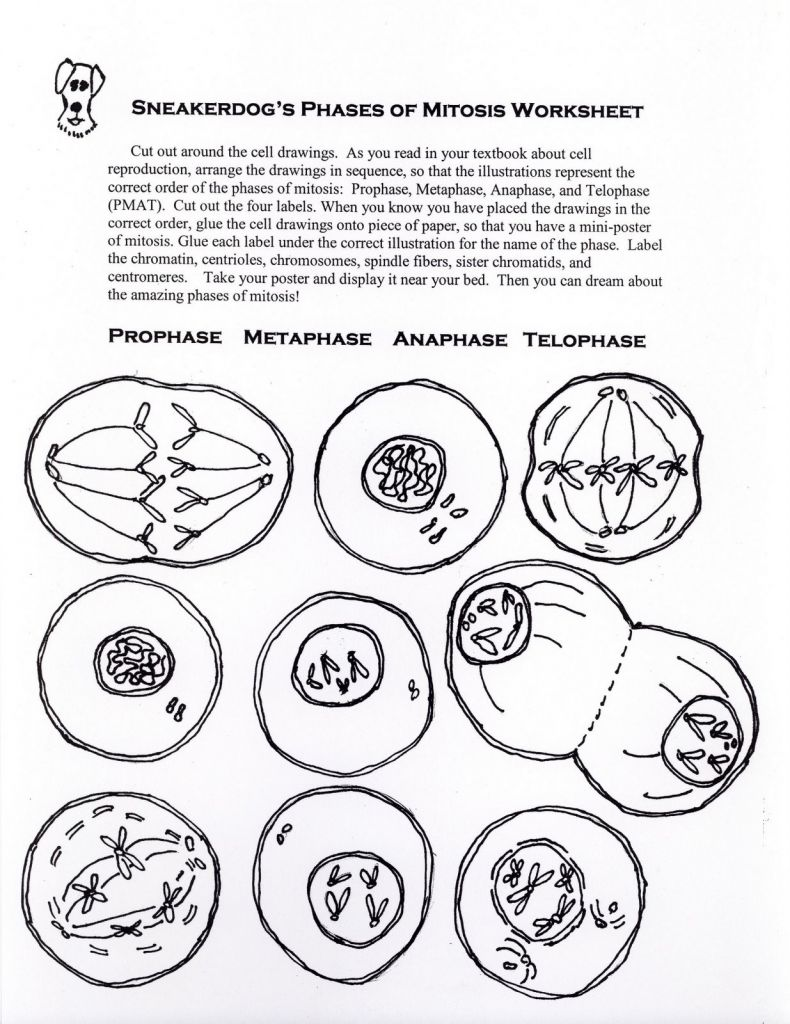 Cell Cycle Drawing Worksheet At GetDrawings Free Download