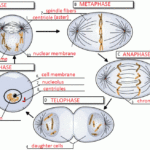 Cell Cycle Mitosis Labeling Answer Key Suggested And Clear