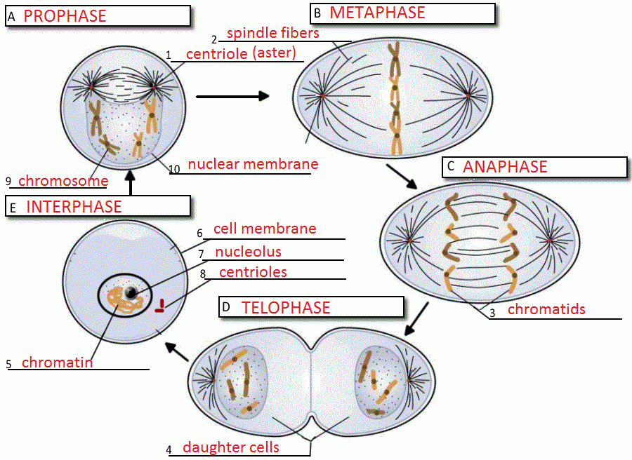 Cell Cycle Mitosis Labeling Answer Key Suggested And Clear