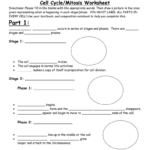 Cell Cycle Mitosis Worksheet