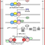 Cell Cycle Regulation Cell Cycle Biology Worksheet Cell Biology