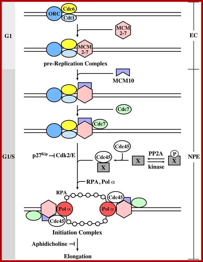 Cell Cycle Regulation Cell Cycle Biology Worksheet Cell Biology