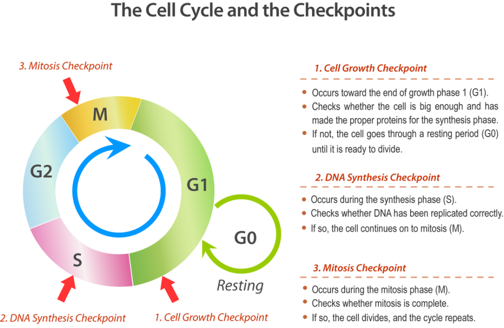 Cell Cycle Regulation Mrs Smith