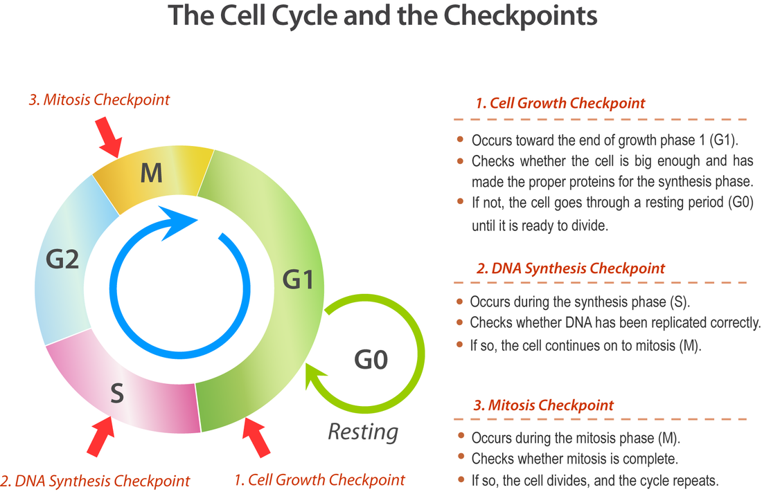 Cell Cycle Regulation Mrs Smith