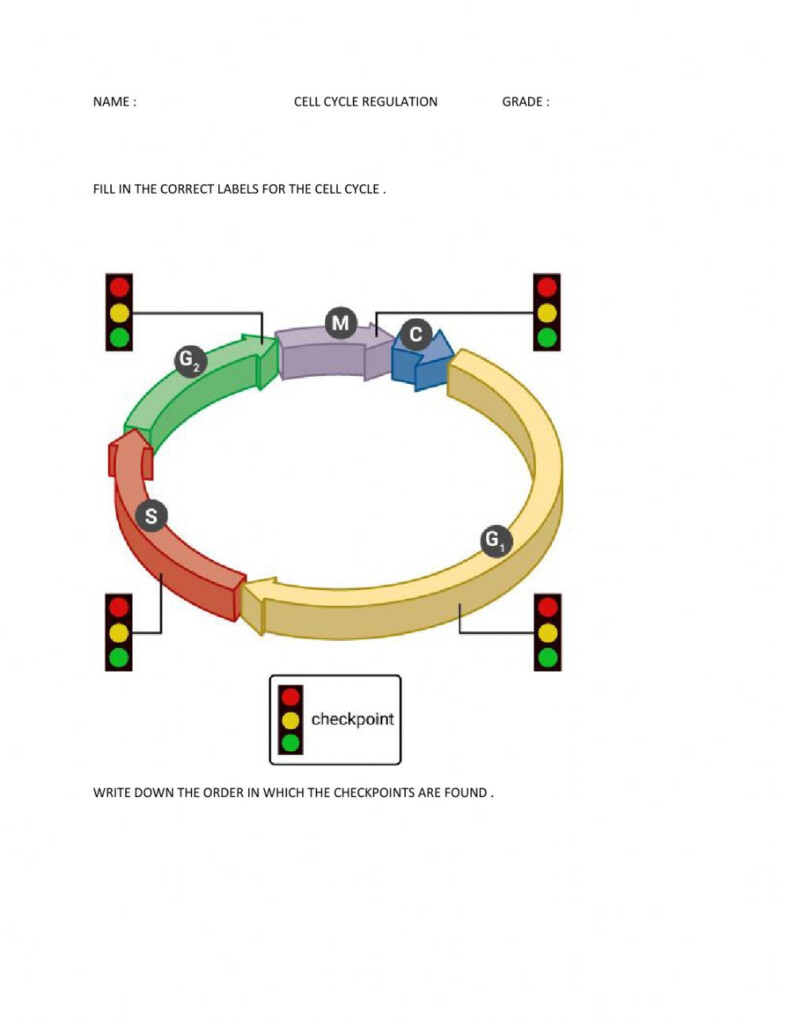 Cell Cycle Regulation Worksheet