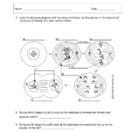 Cell Cycle Student Worksheet Answer Key Cell Cycle Oreo Mitosis Lab