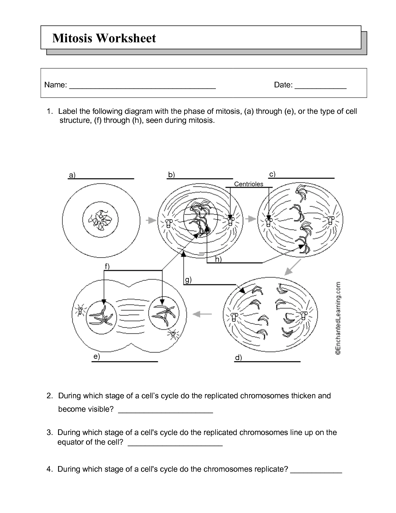 Cell Cycle Student Worksheet Answer Key Cell Cycle Oreo Mitosis Lab 