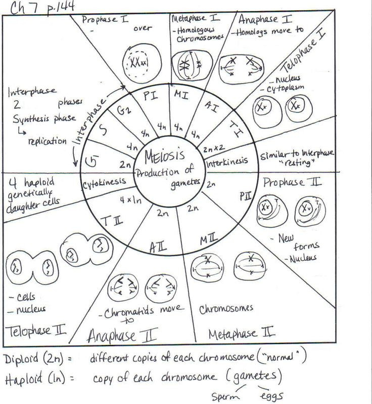 Cell Cycle Student Worksheet Answer Key It Is Also Essential To 