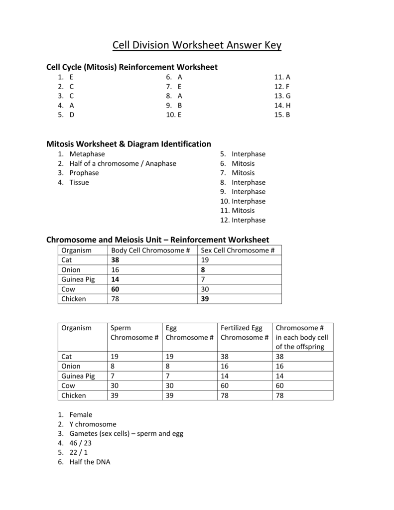 Cell Cycle Worksheet Answer Key