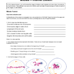 Cell Cycle Worksheet Answer Key