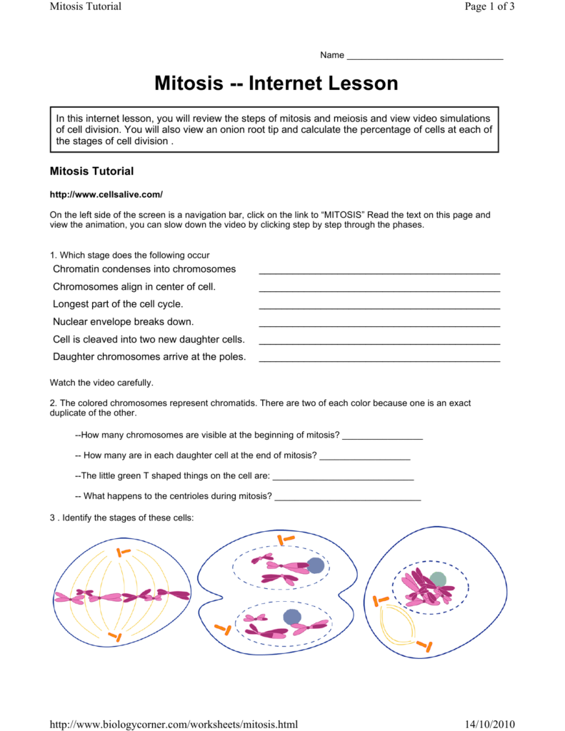 Cell Cycle Worksheet Answer Key