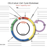 Cell Cycle Worksheet Answers