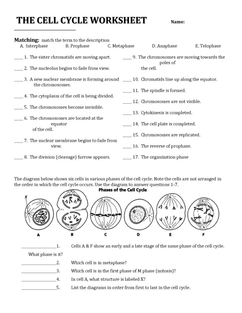 Cell Cycle Worksheet Answers Biology Worksheet Cell Cycle Biology 