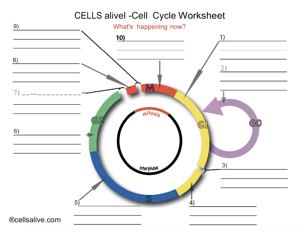 Cell Cycle Worksheet Answers