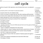 Cell Cycle Worksheet WordMint